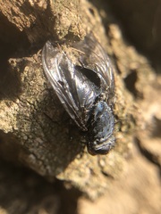 Diptera