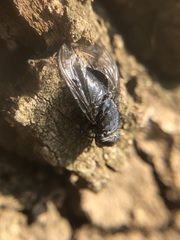 Diptera