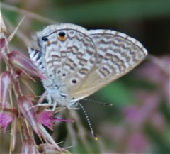 Anthene dulcis dulcis