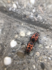 Pyrrhocoris apterus