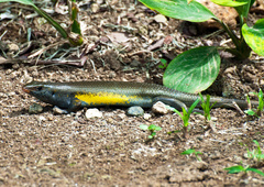 Eutropis multifasciata