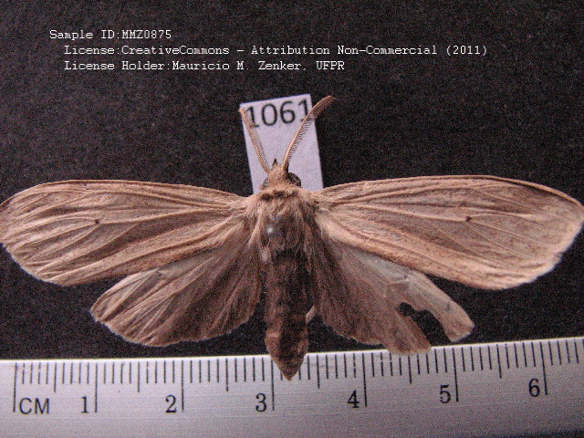 Leucanopsis bactris