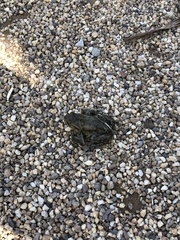 Bufo bufo