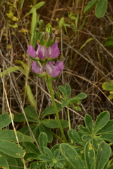 Lupinus sericatus