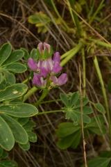 Lupinus sericatus
