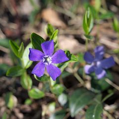 Vinca minor