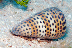 Conus litteratus