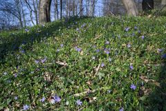Vinca minor