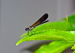 Heliocypha fenestrata cornelli