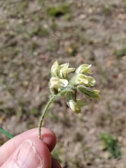 Astragalus villosus