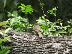 Lathrotriccus euleri