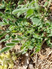 Astragalus villosus