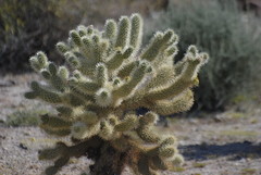 Cylindropuntia bigelovii