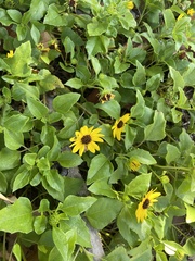 Helianthus debilis image