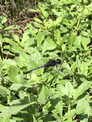 Erythrodiplax cleopatra