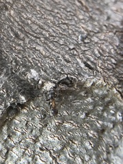 Liometopum microcephalum