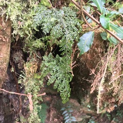 Hymenophyllum punctisorum