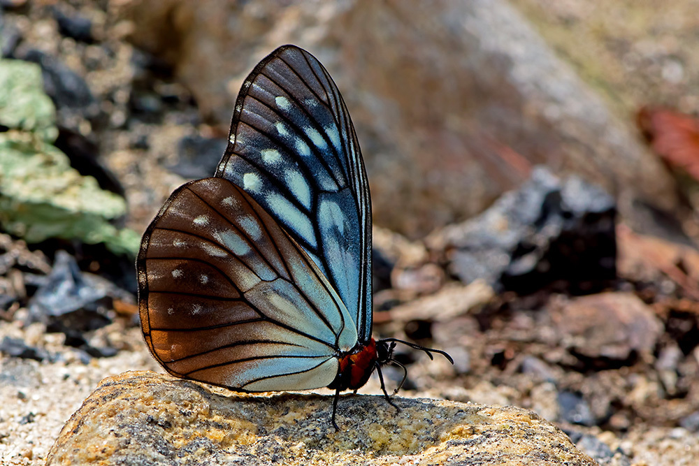 Calinaga sudassana