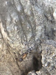 Liometopum microcephalum