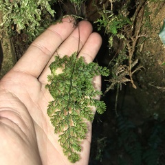 Hymenophyllum punctisorum