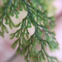 Hymenophyllum punctisorum
