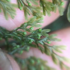 Hymenophyllum punctisorum