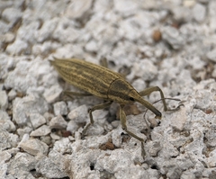 Lixus iridis