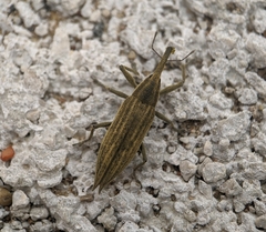 Lixus iridis