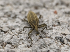 Lixus iridis