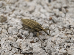 Lixus iridis