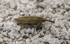 Lixus iridis