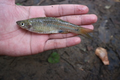 Rasbora aprotaenia