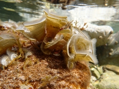 Padina pavonica
