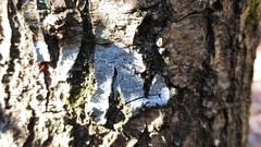 Phaeographis smithii