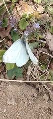Pieris ergane