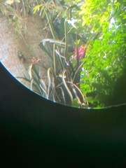 Aechmea purpureorosea