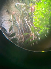 Aechmea purpureorosea