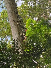Aechmea purpureorosea