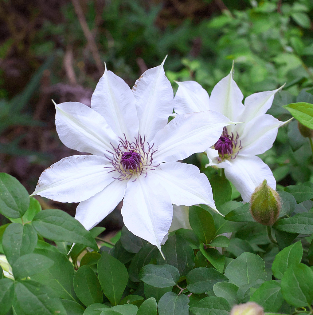 Clematis patens — a medium houseplant, prefers full sun light