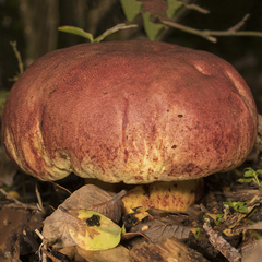 Butyriboletus loyo