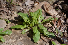 Primula frenchii
