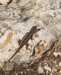 Anolis sagrei sagrei