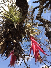 Tillandsia erubescens