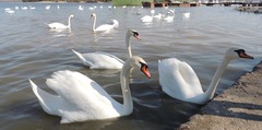 Cygnus olor