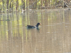 Gallinula chloropus