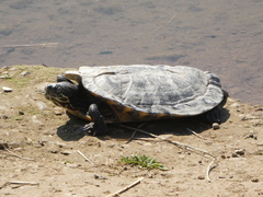 Trachemys scripta