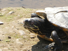 Trachemys scripta
