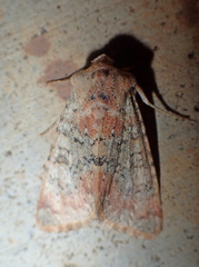 Polymixis argillaceago