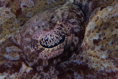 Papilloculiceps longiceps