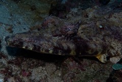 Papilloculiceps longiceps